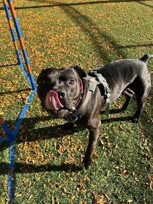 Enlarge Jalen Hurts, a Adoptable mixed breed in Seattle, WA image 3/3