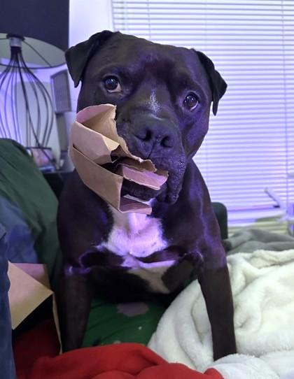 Enlarge Jalen, a Adoptable mixed breed in Seattle, WA image 2/3