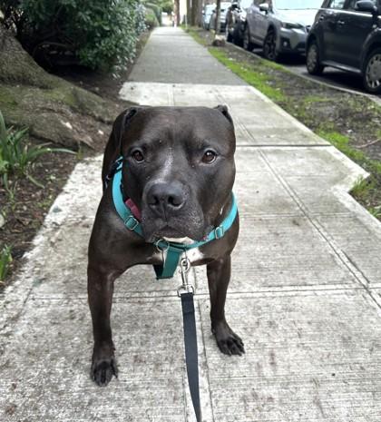 Enlarge Jalen, a Adoptable mixed breed in Seattle, WA image 3/3