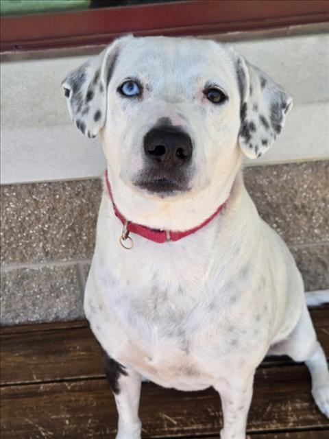 Enlarge JOLIE, a Adoptable mixed breed in Derwood, MD image 1/1