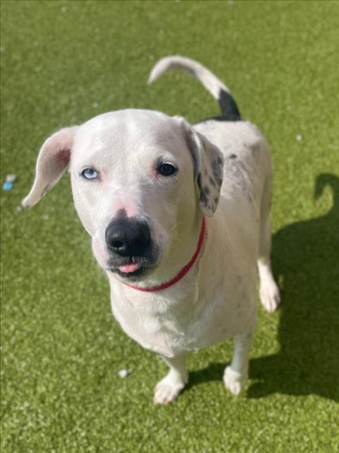 Enlarge JOLIE, a Adoptable mixed breed in Derwood, MD image 1/1