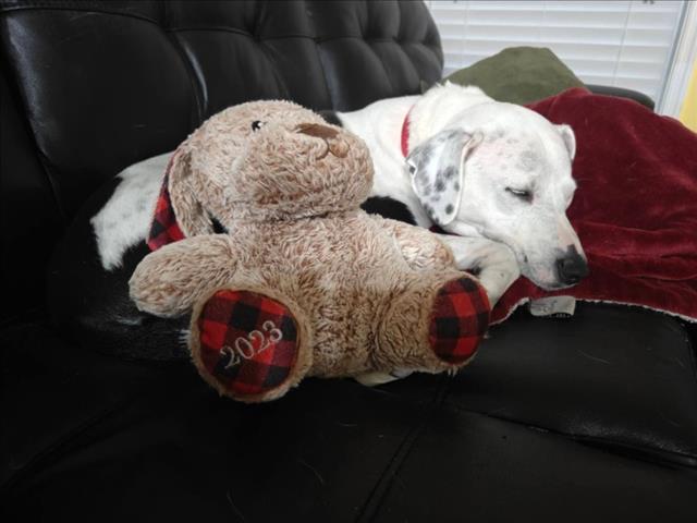 JOLIE, Adoptable, Adult Female Dalmatian & Mixed Breed.