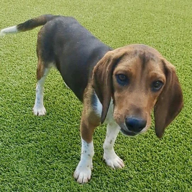 Enlarge Mercury 2026, a Adoptable mixed breed in Norwood, OH image 1/1