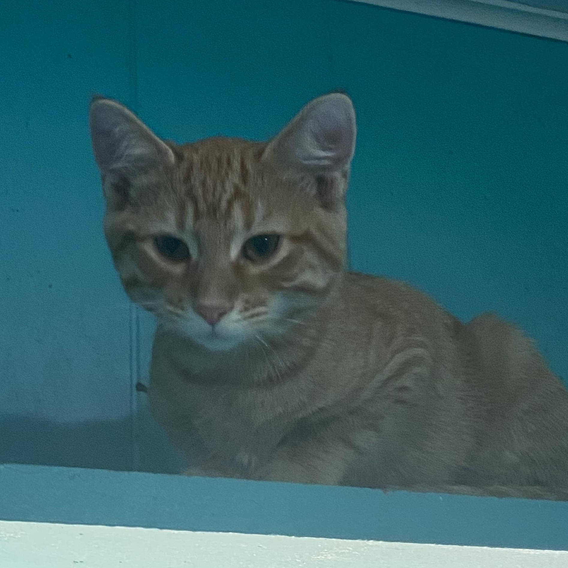 Enlarge Chips, an adopted Domestic Short Hair in Spencer, IN image 4/4
