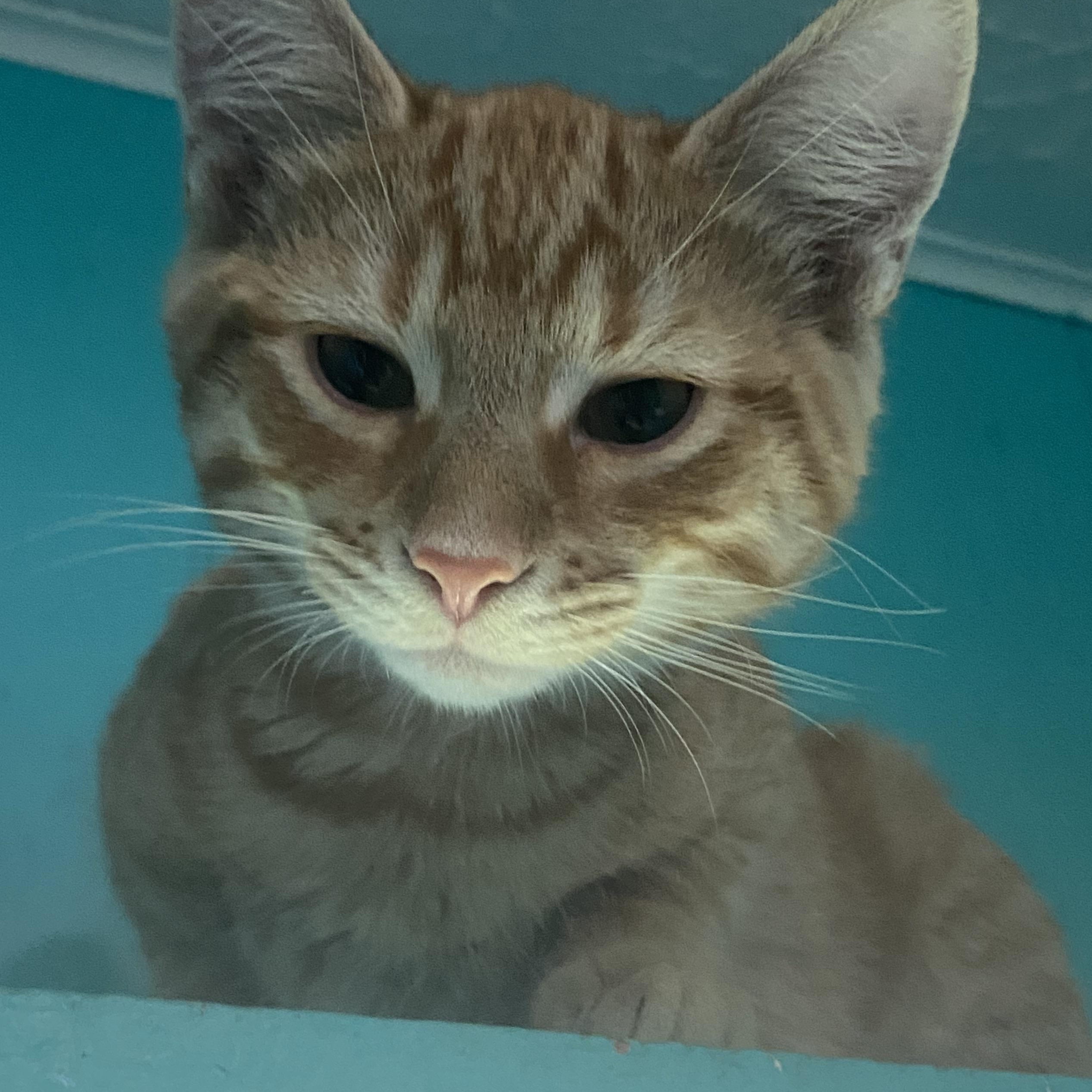 Enlarge Chips, an adopted Domestic Short Hair in Spencer, IN image 2/4