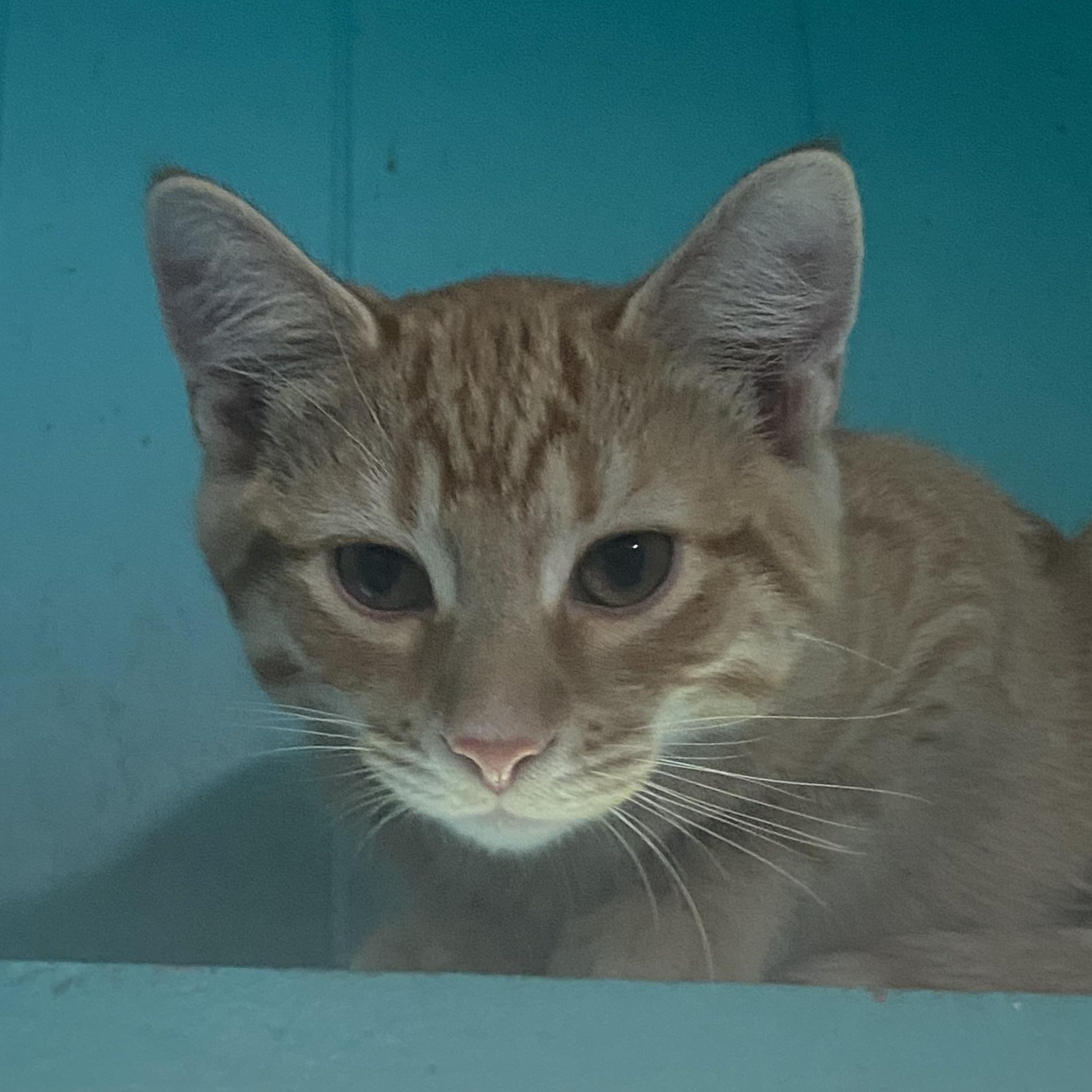 Enlarge Chips, an adopted Domestic Short Hair in Spencer, IN image 1/4