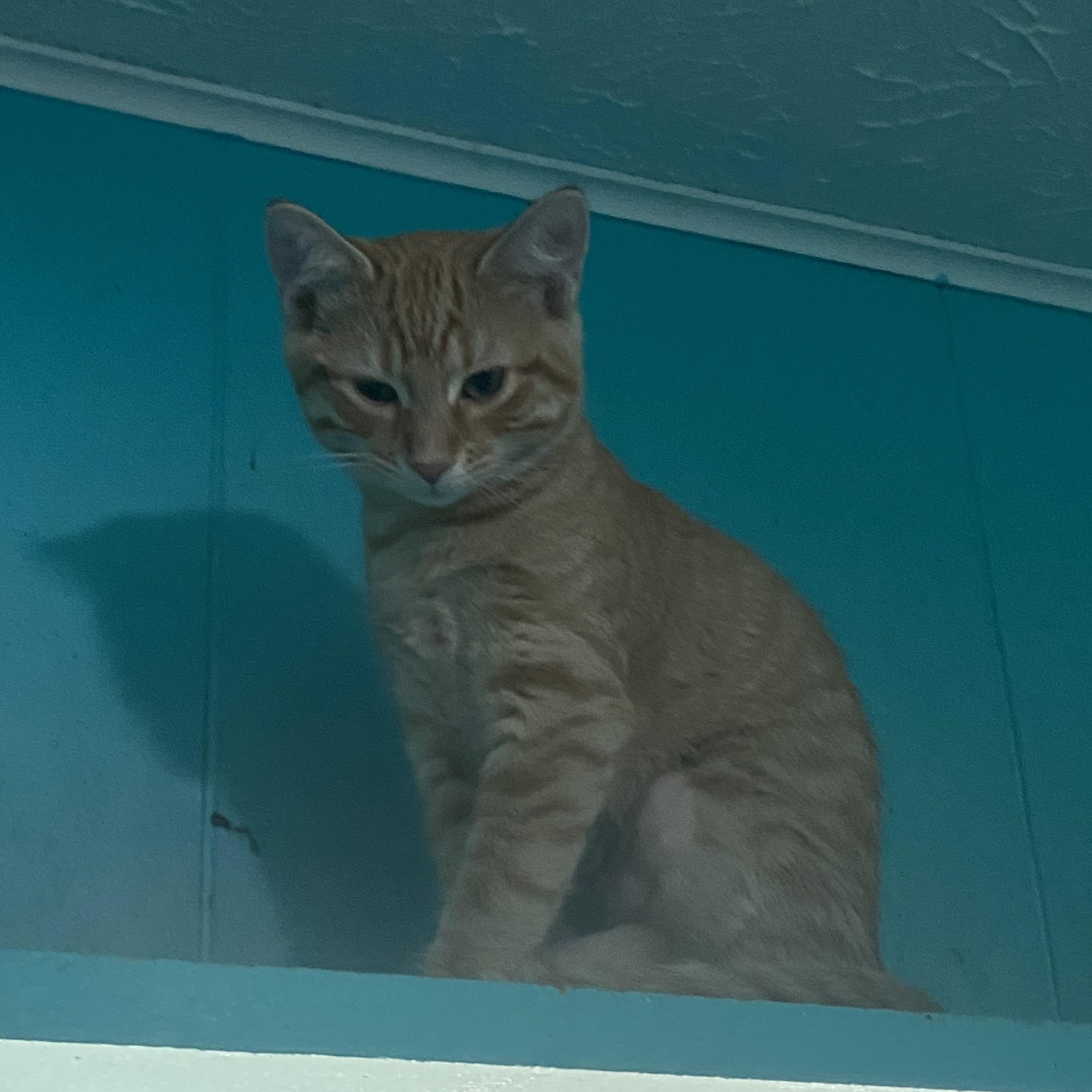 Enlarge Chips, an adopted Domestic Short Hair in Spencer, IN image 3/4