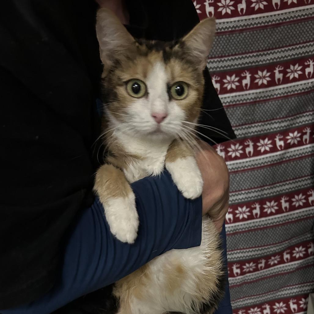 Michigan, Adoptable, Adult Female Domestic Short Hair.