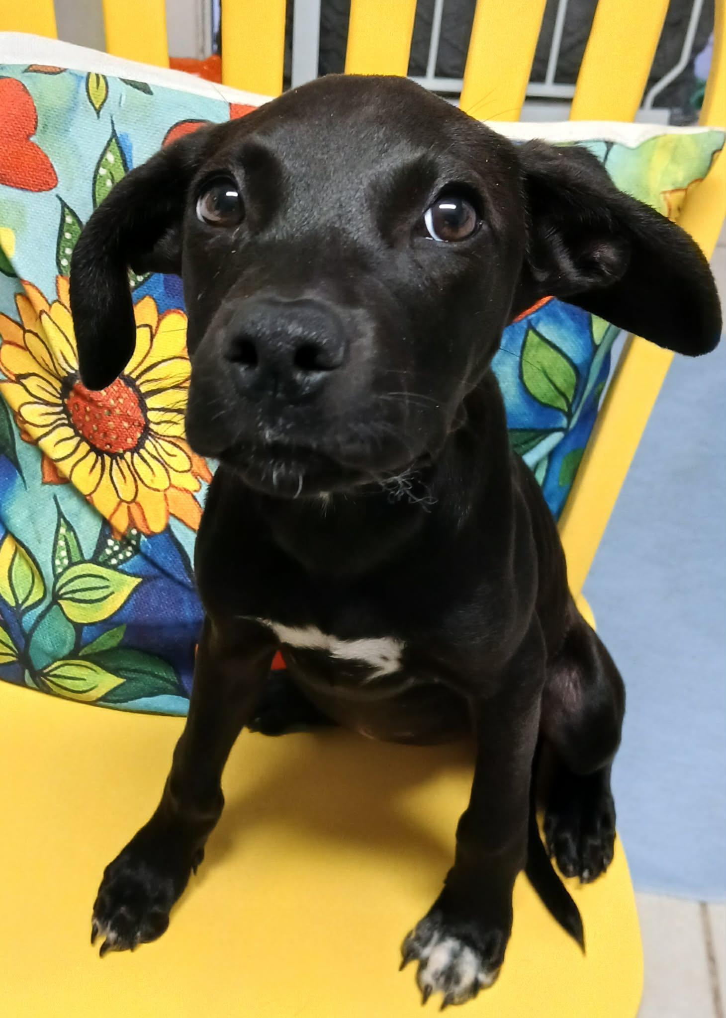Enlarge Licorice, a Adoptable mixed breed in Pensacola, FL image 2/3