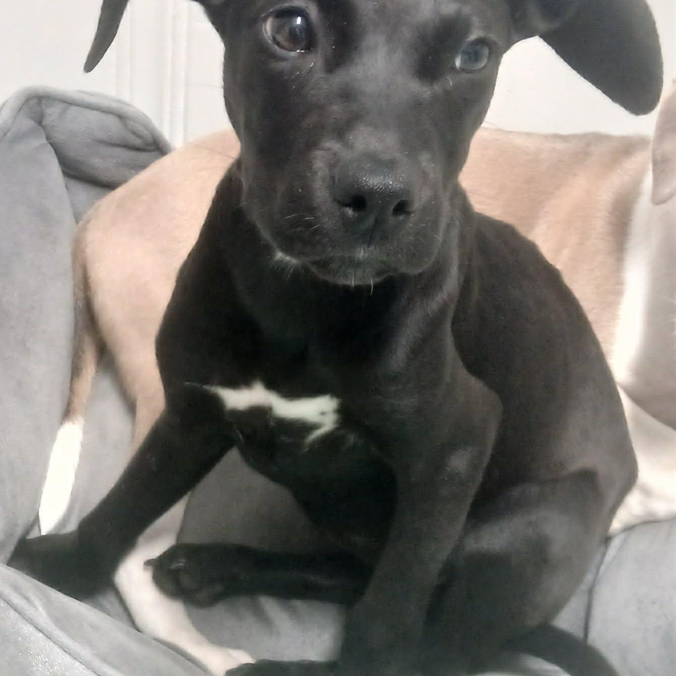Licorice, Adoptable, Puppy Female Black Labrador Retriever.
