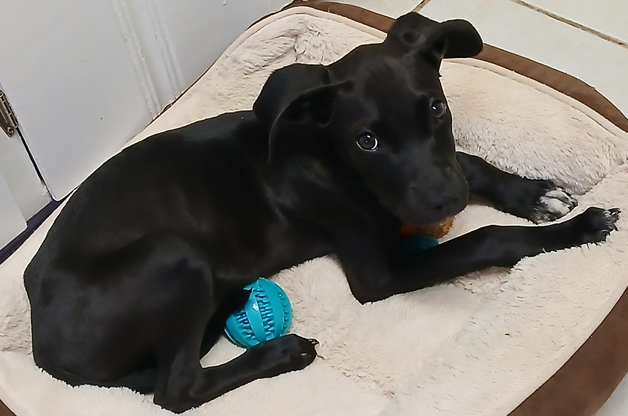 Enlarge Licorice, a Adoptable mixed breed in Pensacola, FL image 3/3