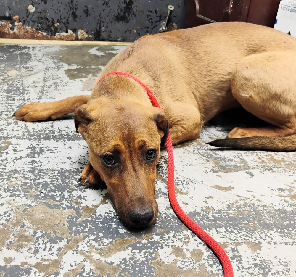 Enlarge Pepper #97, a Adoptable mixed breed in New Lexington, OH image 1/1