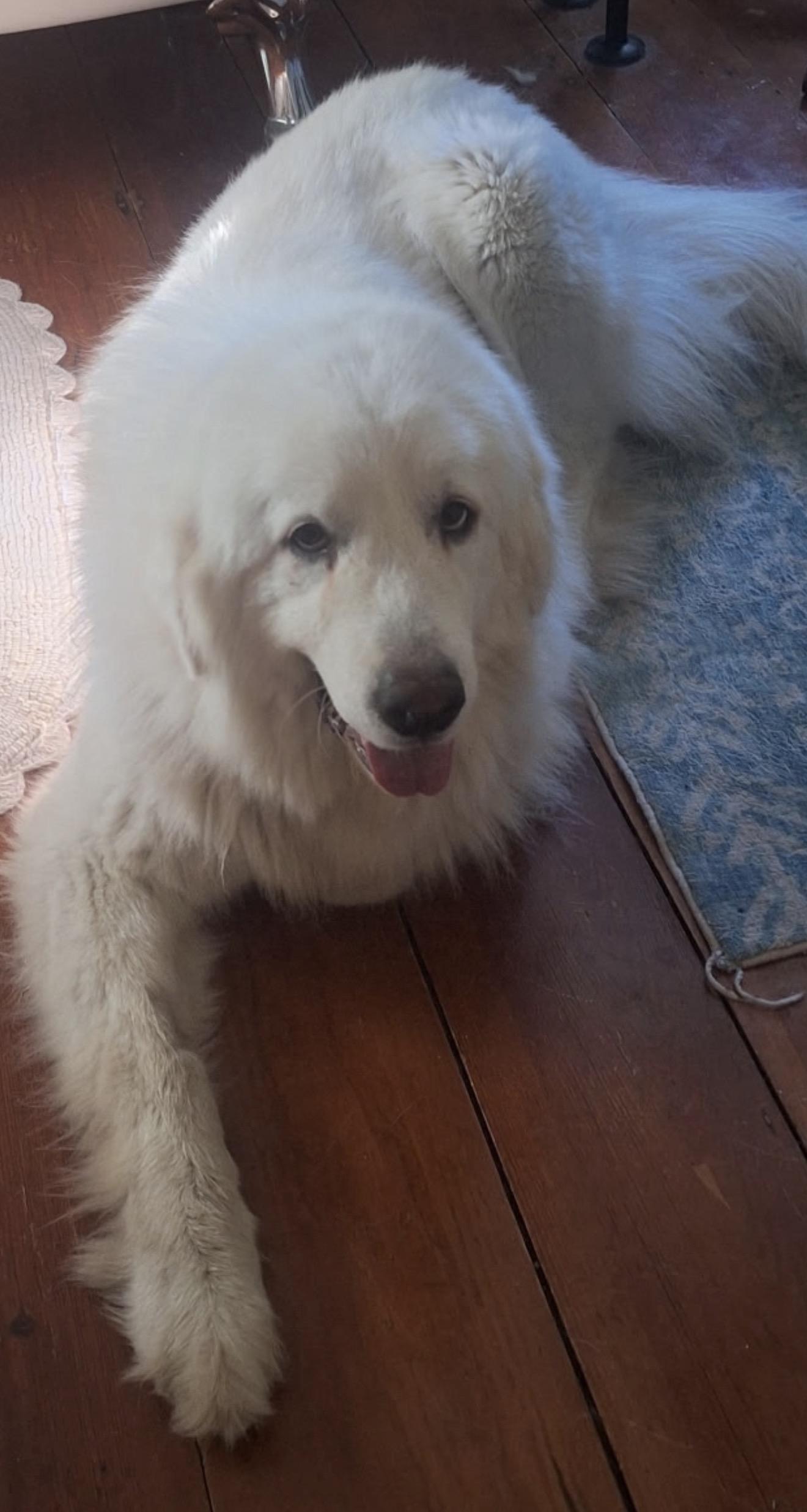 Rhea, Adoptable, Adult Female Great Pyrenees.