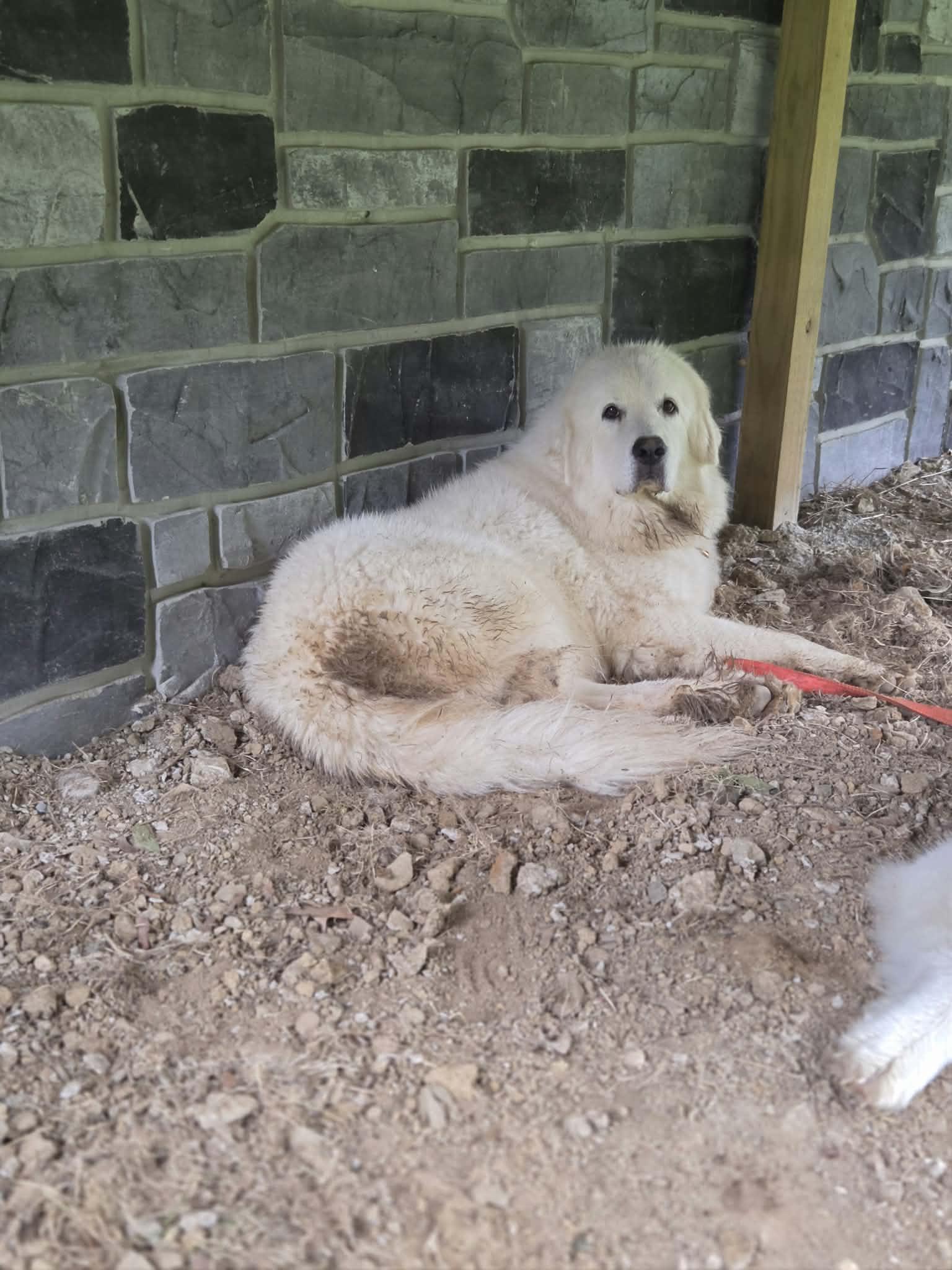 Enlarge Rhea, a Adoptable Great Pyrenees in Claremont, NC image 3/3