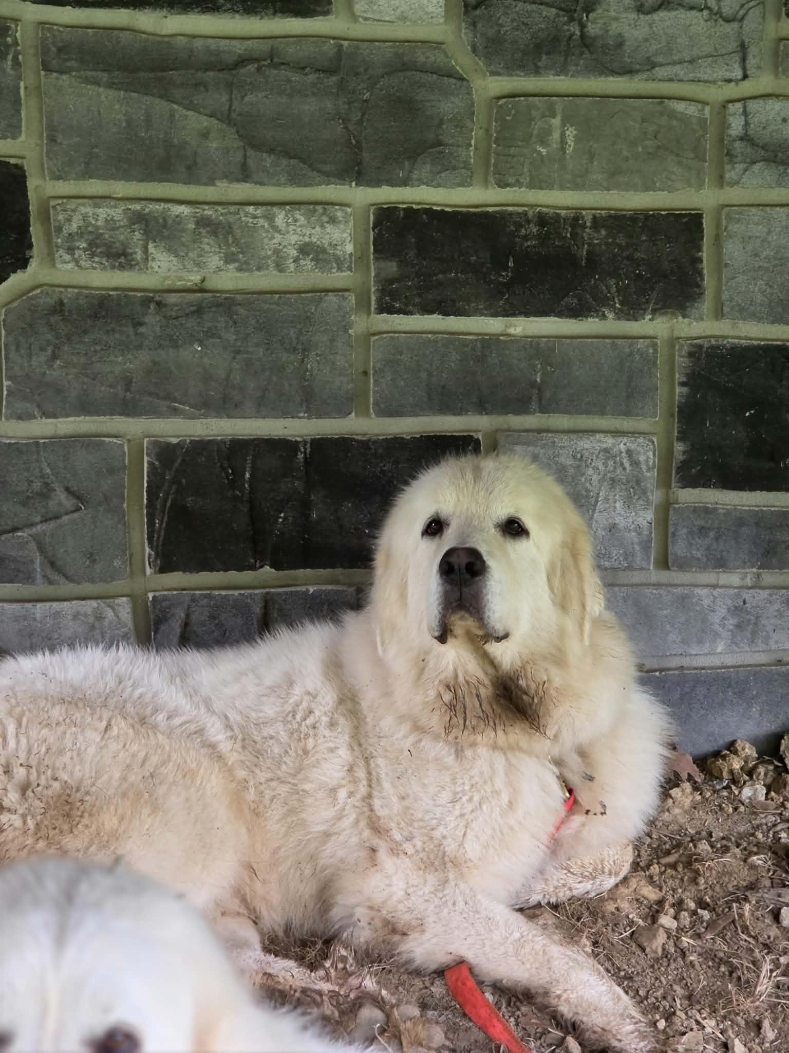 Enlarge Rhea, a Adoptable Great Pyrenees in Claremont, NC image 2/3