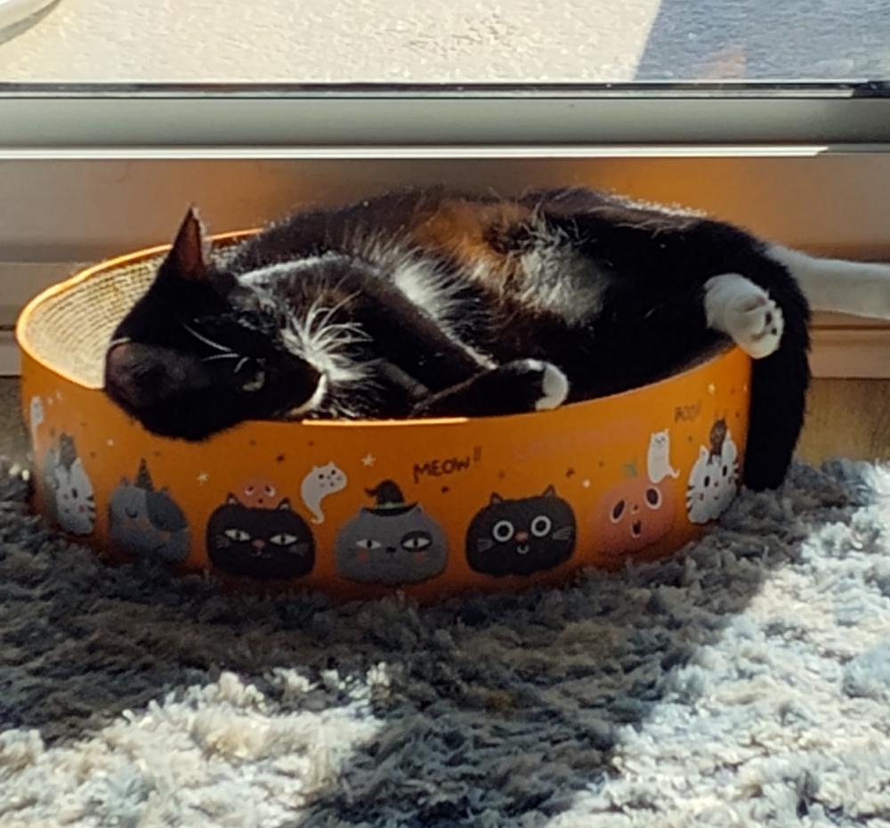 Elvis, a Adoptable Domestic Short Hair in Panama City Beach, FL image 1/4