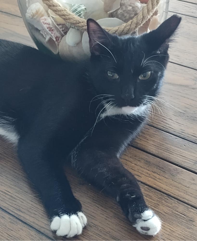 Elvis, a Adoptable Domestic Short Hair in Panama City Beach, FL image 3/4