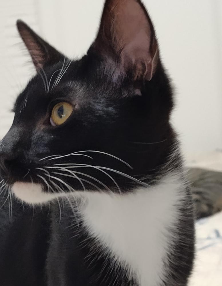 Elvis, a Adoptable Domestic Short Hair in Panama City Beach, FL image 4/4