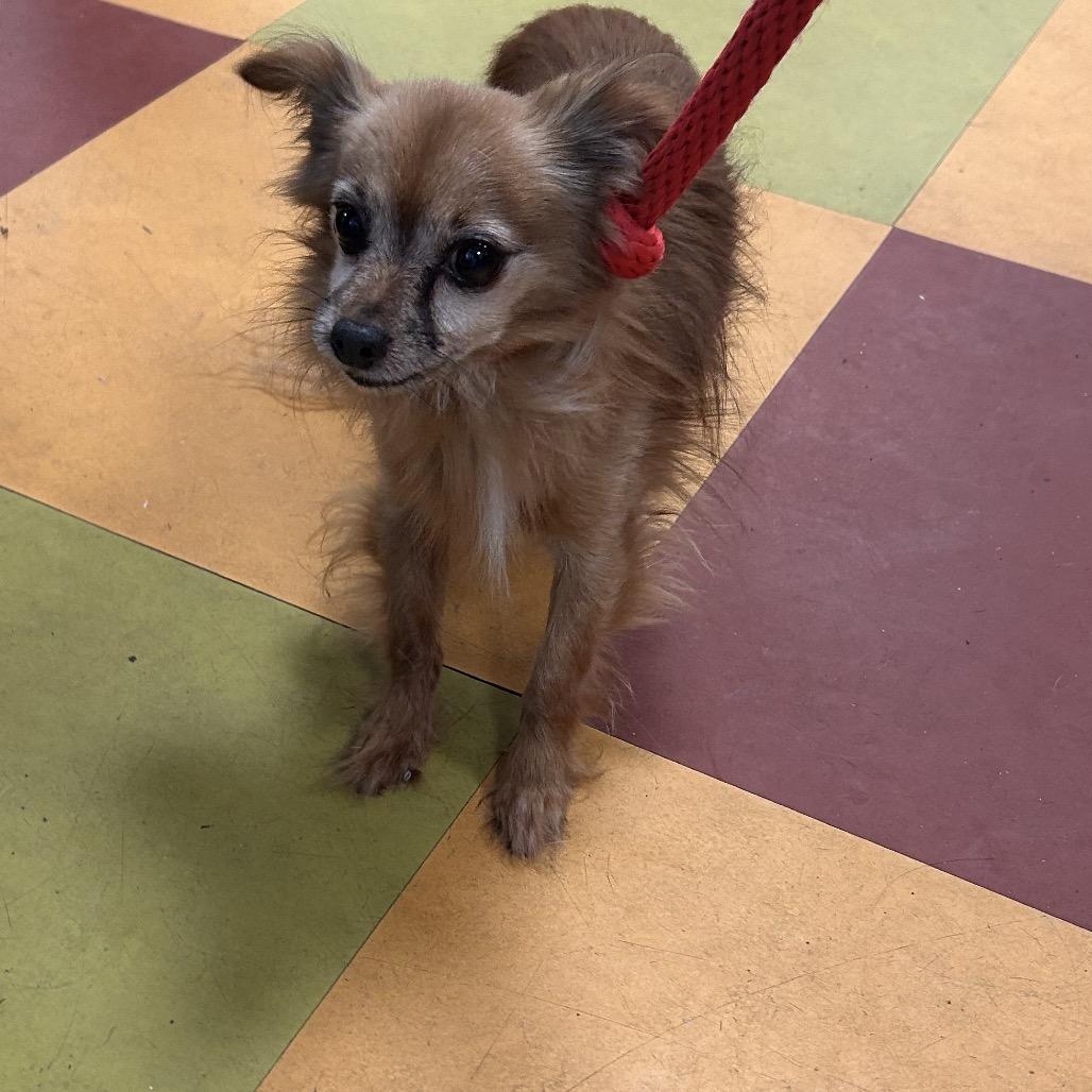 Flynn, Adoptable, Senior Male Chihuahua.