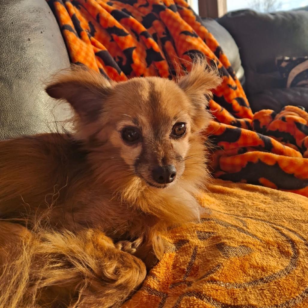 Enlarge Flynn, a Adoptable Chihuahua in Tunkhannock, PA image 2/3