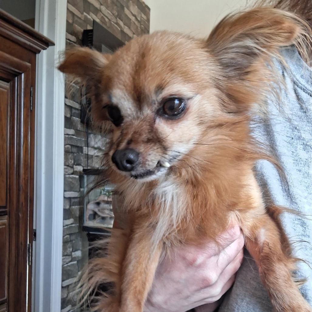 Enlarge Flynn, a Adoptable Chihuahua in Tunkhannock, PA image 3/3