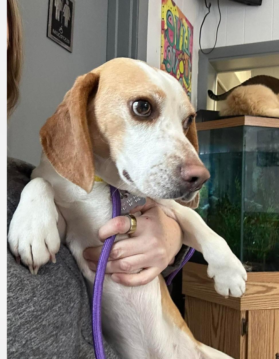Enlarge Louie, a ADOPTABLE Beagle in Columbia, MD image 3/3