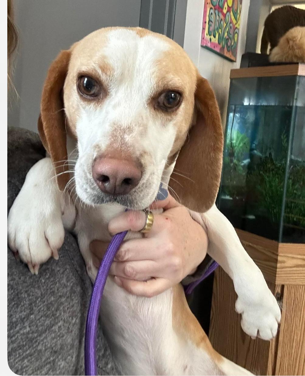 Louie, ADOPTABLE, Young Male Beagle.