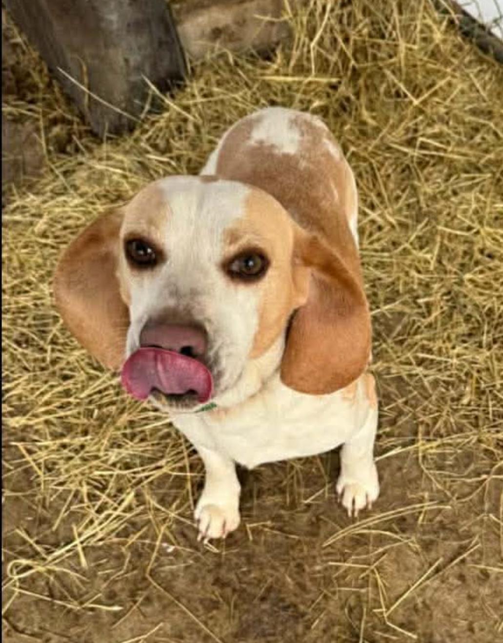 Enlarge Louie, a ADOPTABLE Beagle in Columbia, MD image 2/3