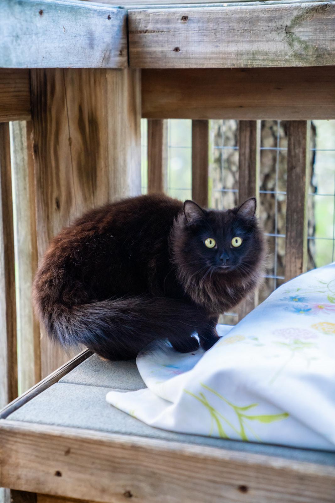 Kourtney Kat-Dashian , a ADOPTABLE Domestic Long Hair in Dellslow, WV image 3/3