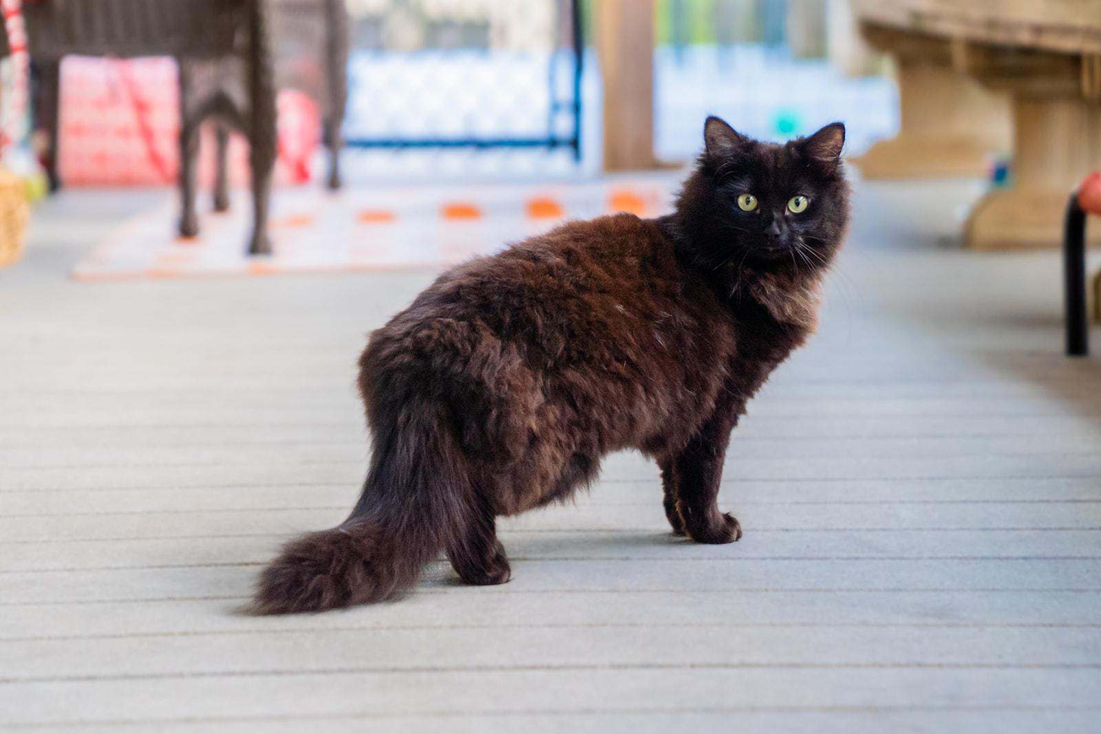 Kourtney Kat-Dashian , a ADOPTABLE Domestic Long Hair in Dellslow, WV image 1/3