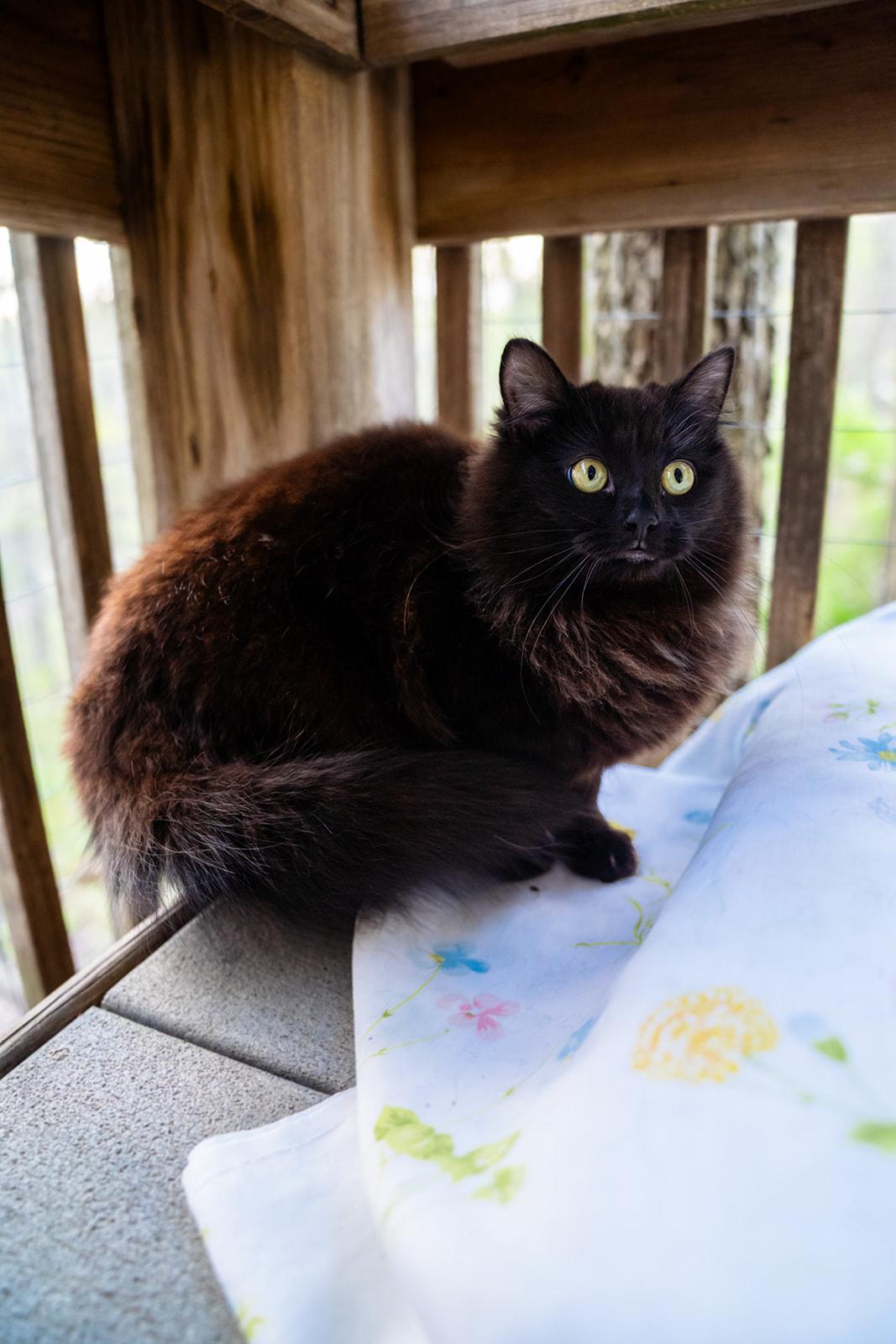 Kourtney Kat-Dashian , a ADOPTABLE Domestic Long Hair in Dellslow, WV image 2/3