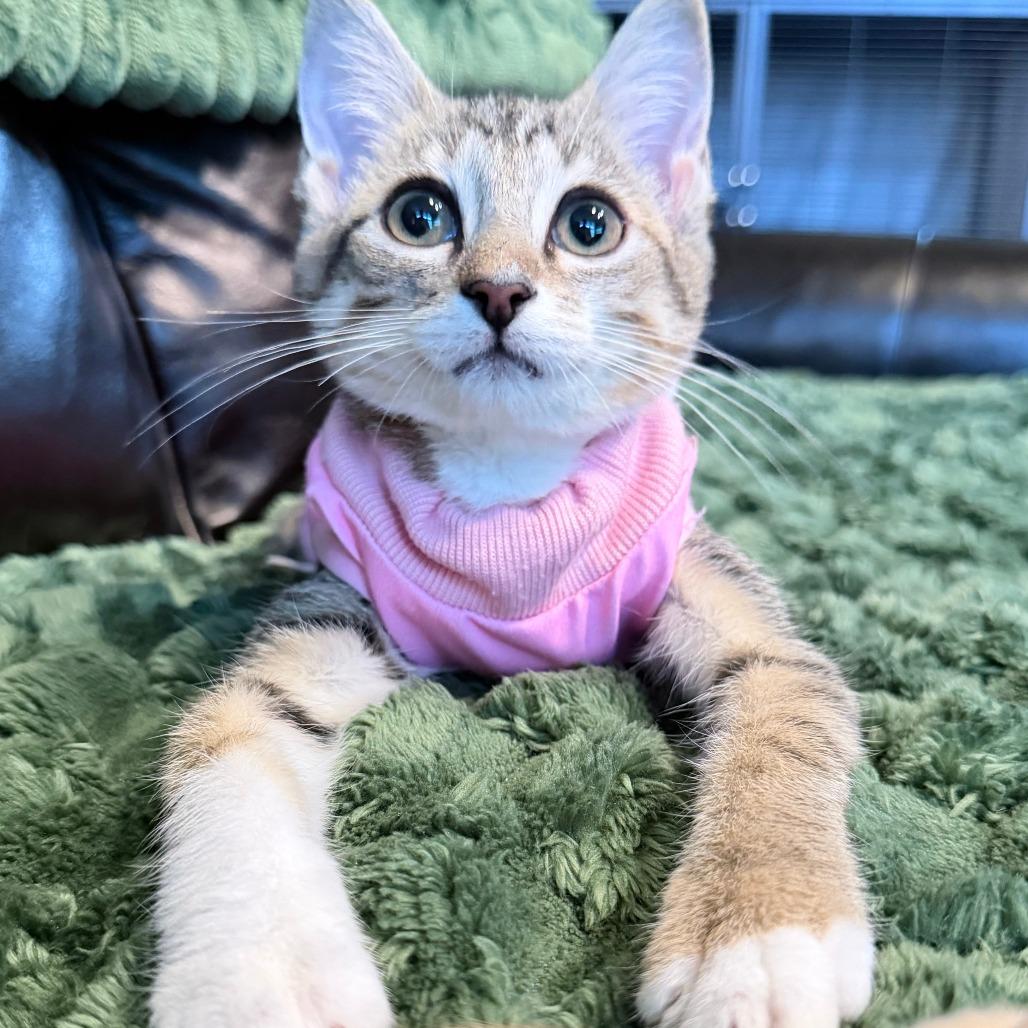 Tiger Baby, Adoptable, Kitten Female Domestic Short Hair.