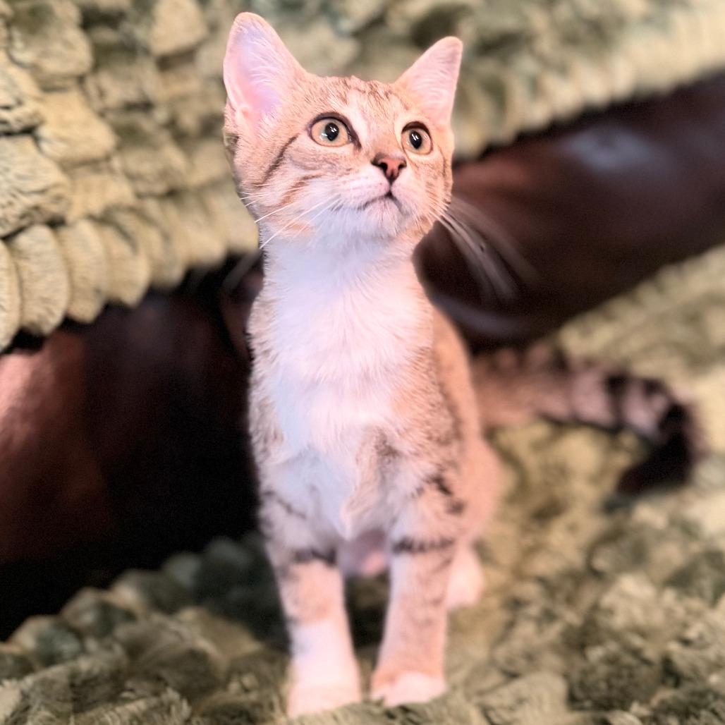 Enlarge Tiger Baby, a Adoptable Domestic Short Hair in Marion, IA image 2/2