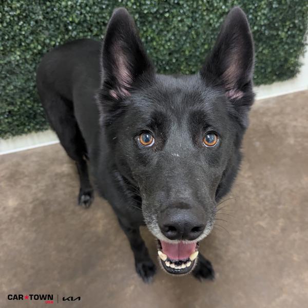 Bear, Adoptable, Adult Male German Shepherd Dog & Siberian Husky.