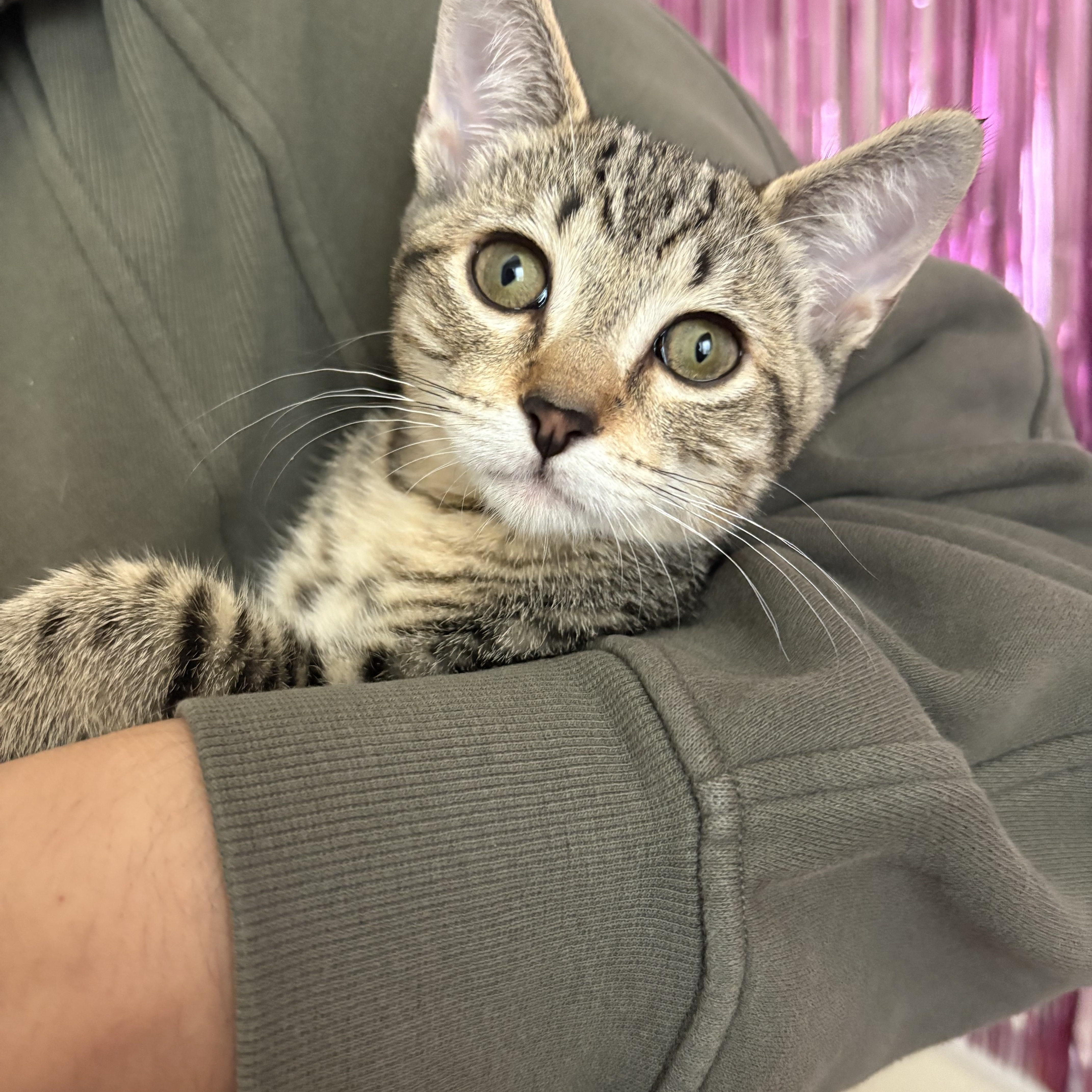 Clementine (Female Kitten) Domestic Short Hair Cat