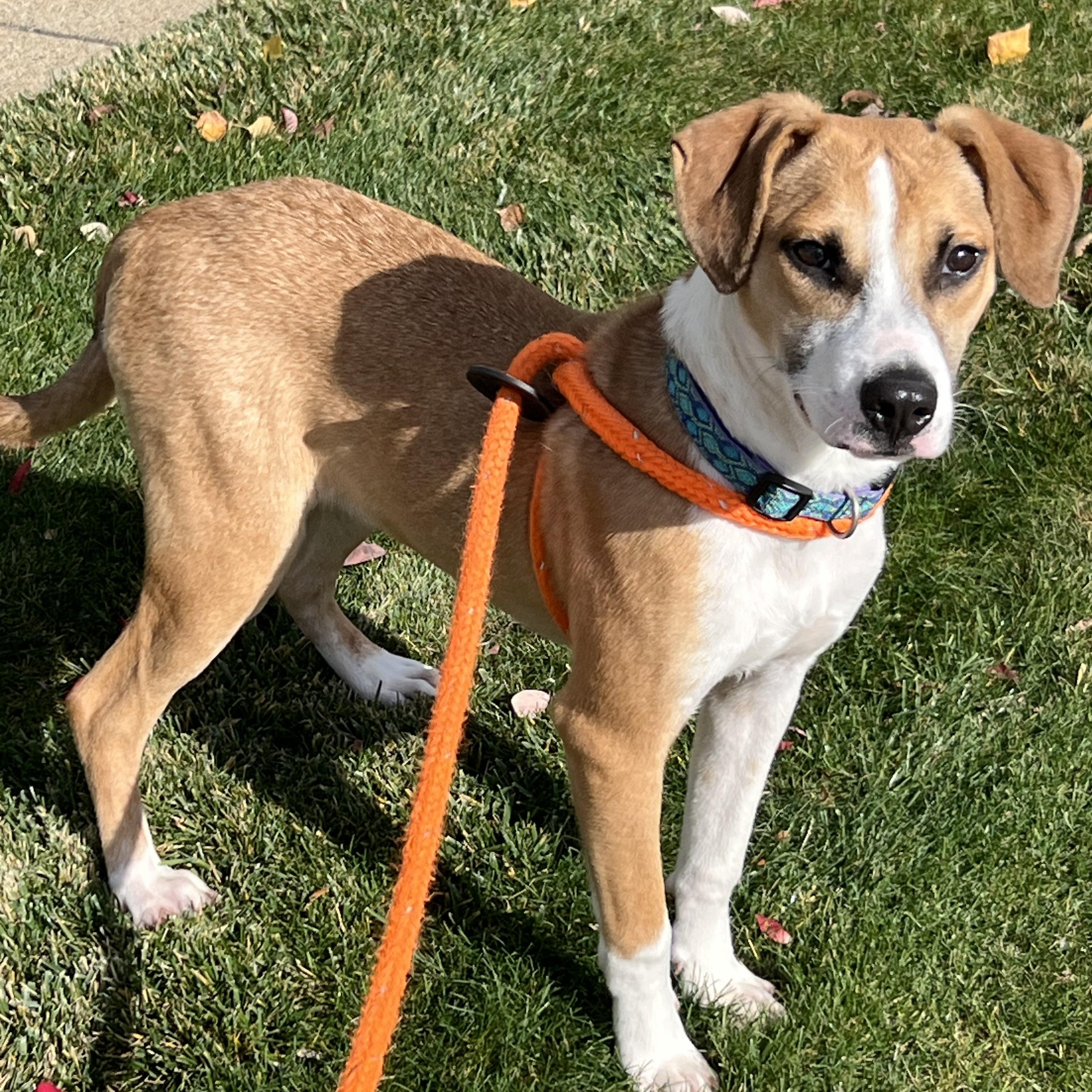 Enlarge JUDE, a Adoptable mixed breed in Cranston, RI image 1/1