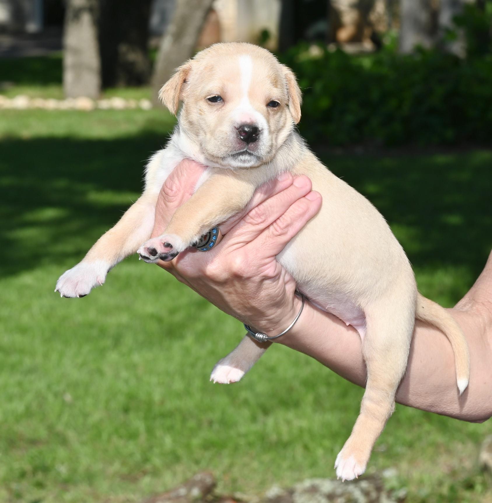 Hilda, a ADOPTABLE mixed breed in Georgetown, TX image 4/4