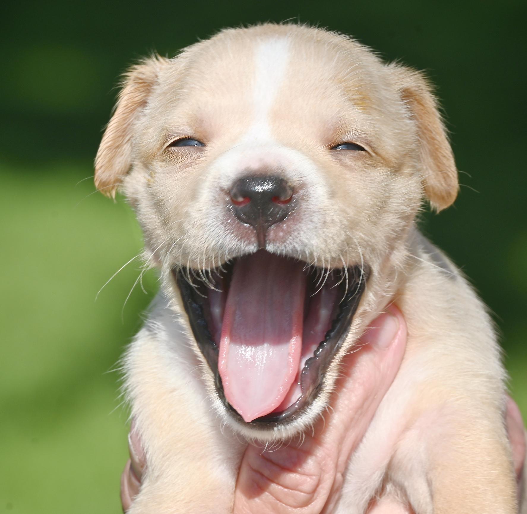 Hilda, a ADOPTABLE mixed breed in Georgetown, TX image 2/4
