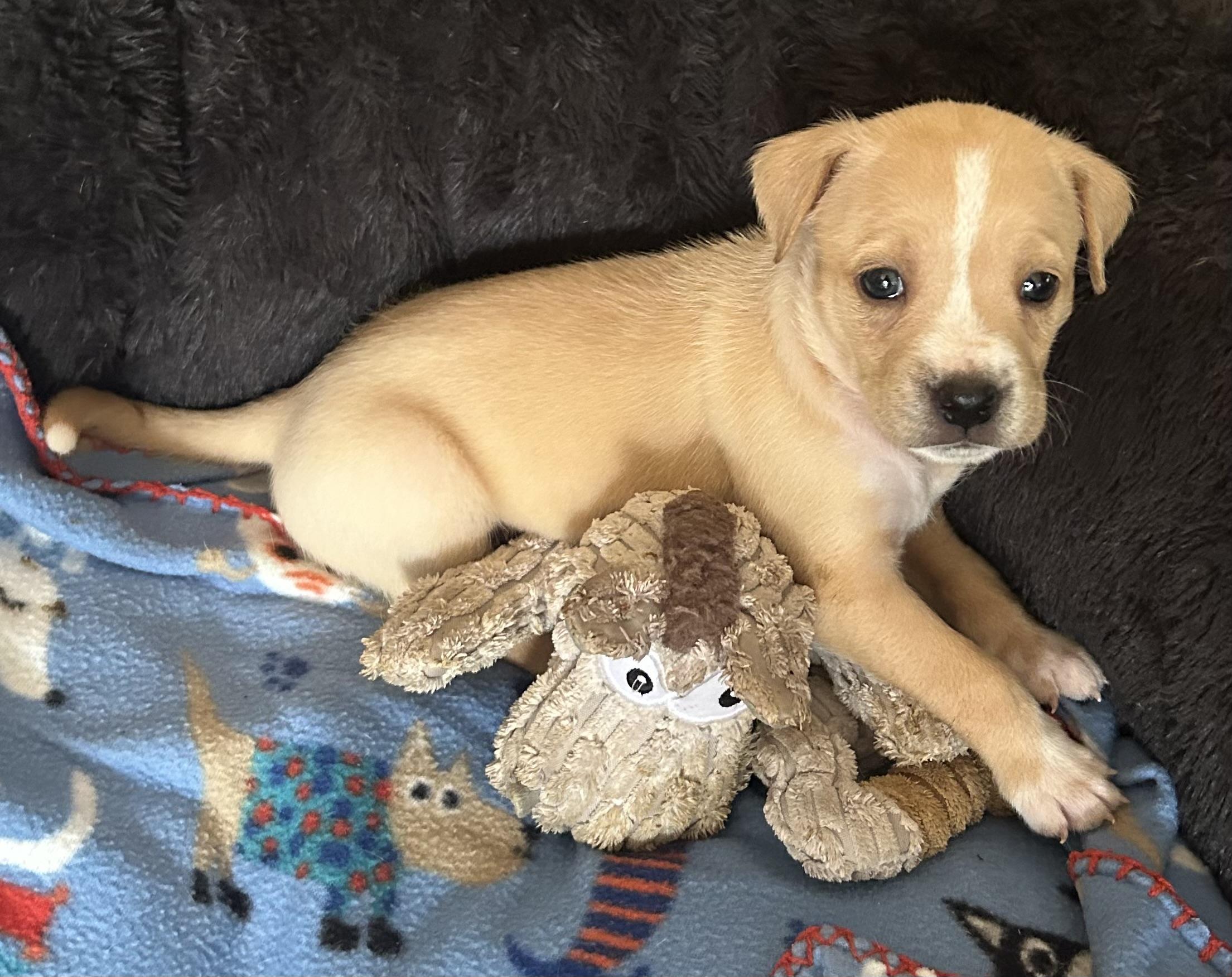 Hilda, a ADOPTABLE mixed breed in Georgetown, TX image 3/4