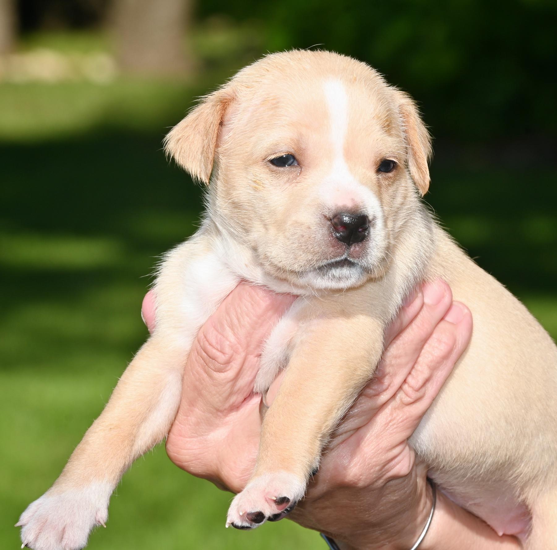 Hilda, a ADOPTABLE mixed breed in Georgetown, TX image 1/4