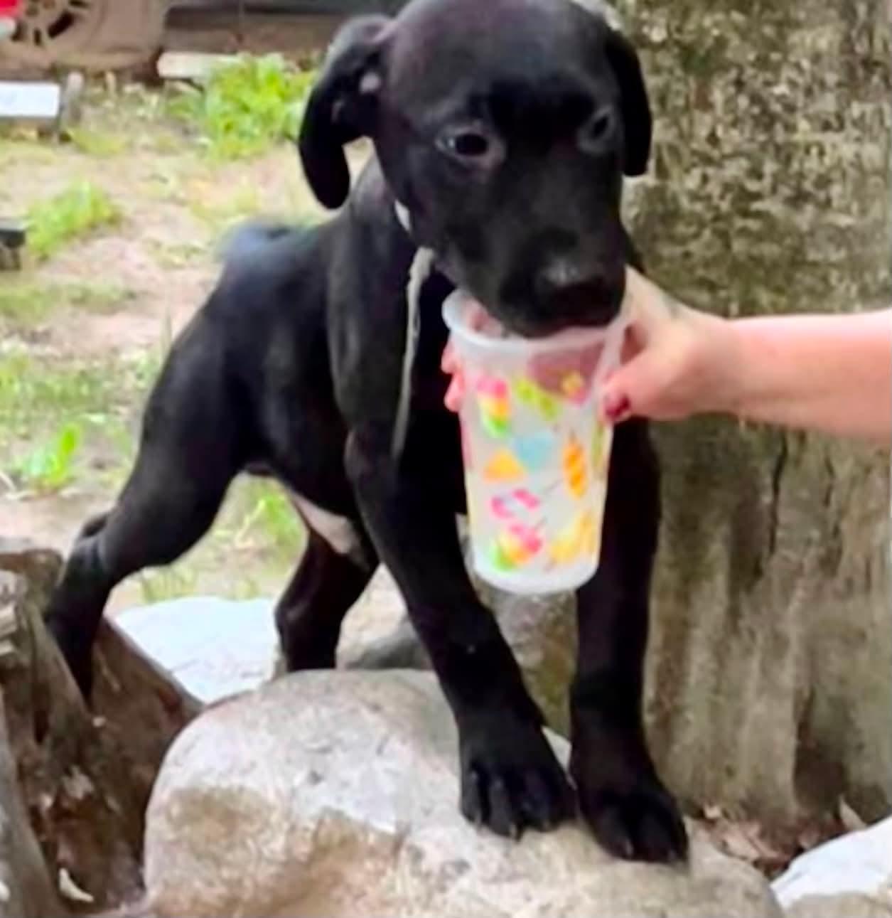 Enlarge Blue, a ADOPTABLE Black Labrador Retriever in Munising, MI image 2/3