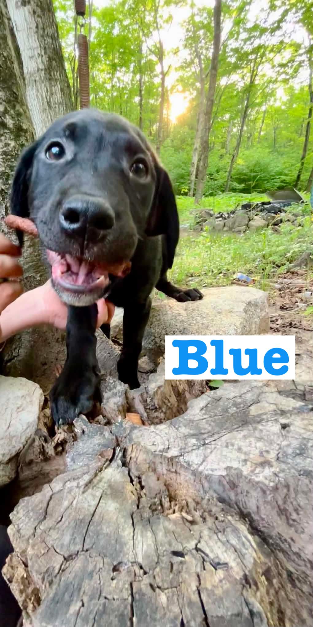 Enlarge Blue, a ADOPTABLE Black Labrador Retriever in Munising, MI image 1/3