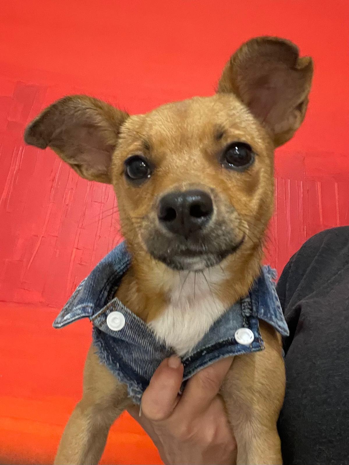 Rony Chihuahua Dog