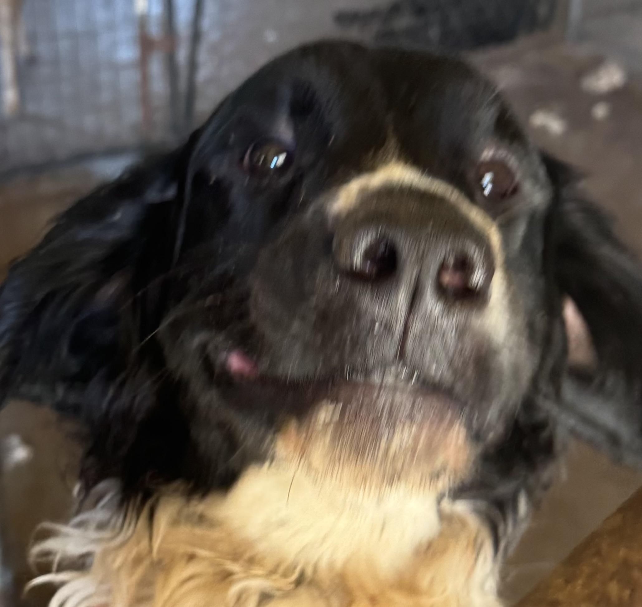 Enlarge Brewer, a Adoptable mixed breed in Glenwood City, WI image 2/4
