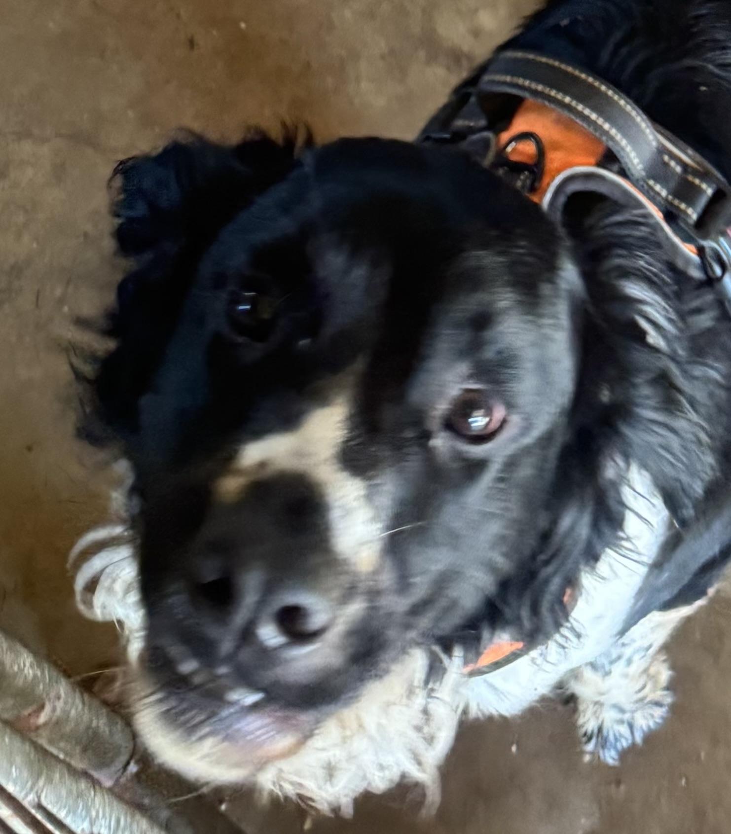 Enlarge Brewer, a Adoptable mixed breed in Glenwood City, WI image 3/4