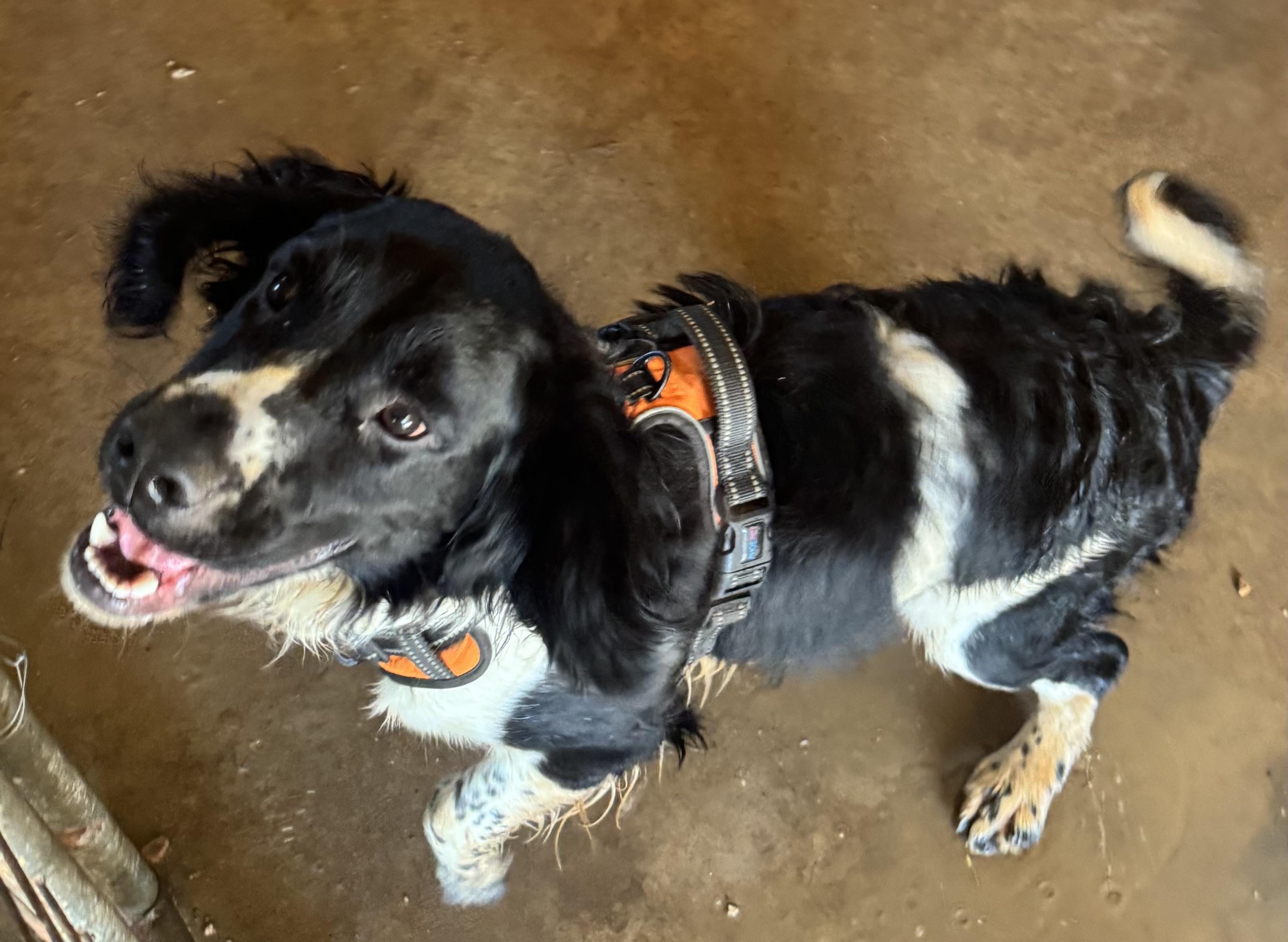 Enlarge Brewer, a Adoptable mixed breed in Glenwood City, WI image 1/4