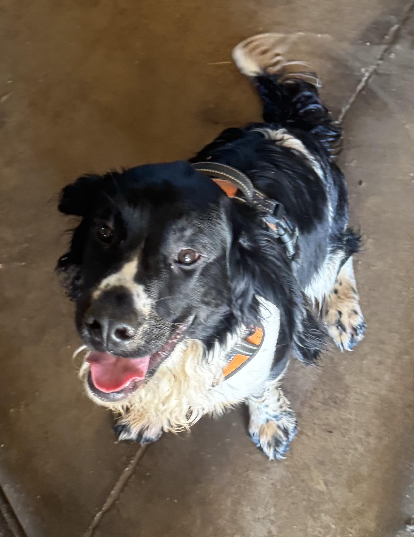 Enlarge Brewer, a Adoptable mixed breed in Glenwood City, WI image 4/4