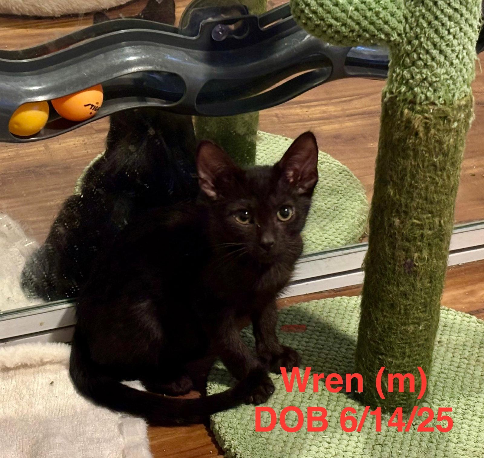 Wren, Adopted, Kitten Male Domestic Short Hair.