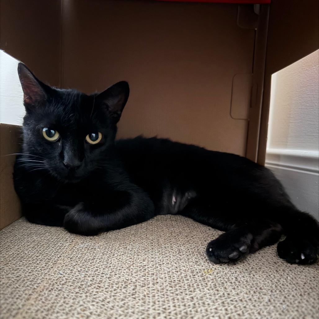 Enlarge Birdie, a Adoptable Domestic Medium Hair in Houston, TX image 1/5