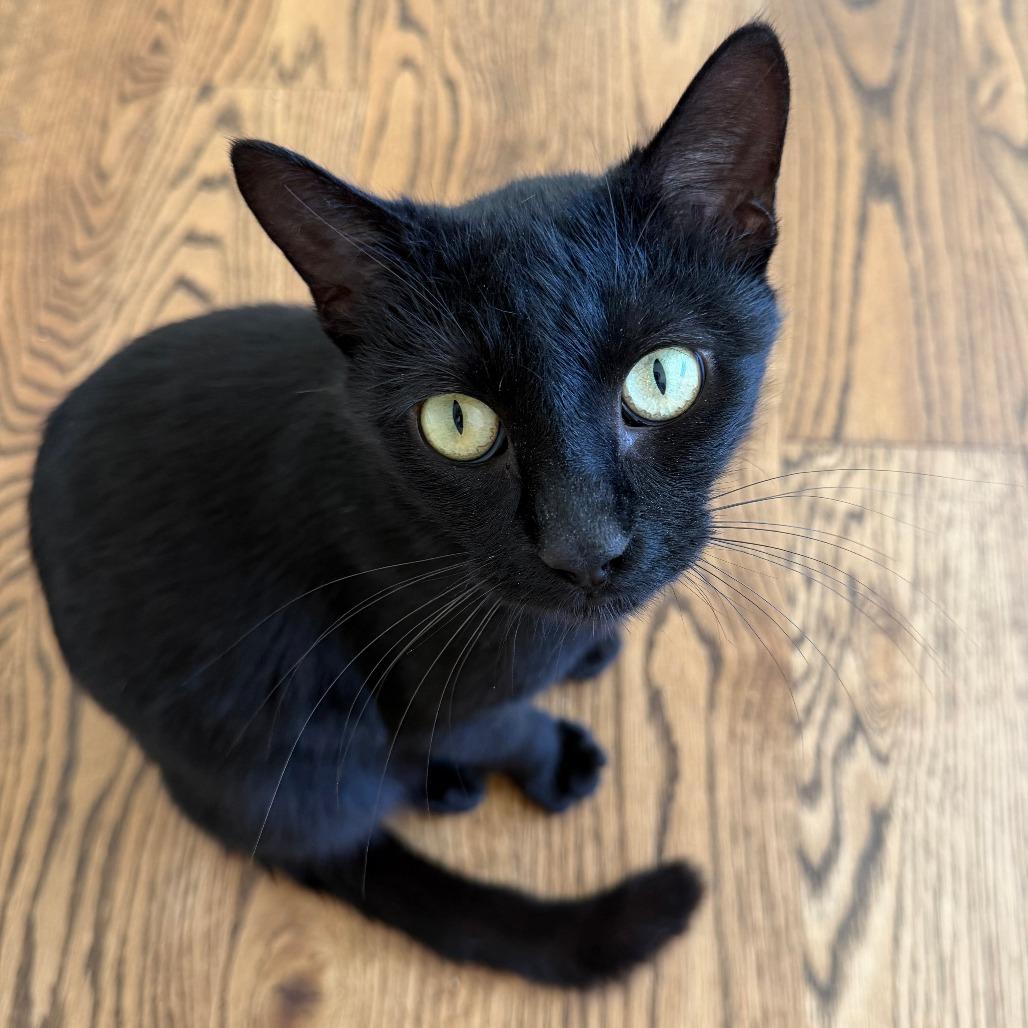 Enlarge Birdie, a Adoptable Domestic Medium Hair in Houston, TX image 2/5